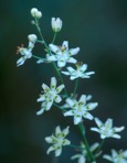 Anticlea glauca Kunth