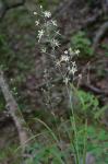 Anticlea glauca Kunth