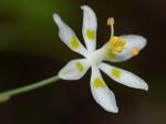 Anticlea glauca Kunth