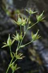 Anticlea glauca Kunth