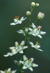 Anticlea glauca Kunth