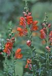 Antirrhinum majus L.