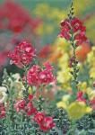 Antirrhinum majus L.