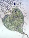 Aphanorrhegma serratum (Hook. & Wilson) Sull.