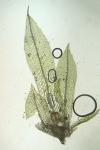 Aphanorrhegma serratum (Hook. & Wilson) Sull.