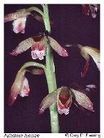 Aplectrum hyemale (Muhl. ex Willd.) Torrey