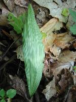 Aplectrum hyemale (Muhl. ex Willd.) Torrey