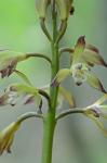 Aplectrum hyemale (Muhl. ex Willd.) Torrey
