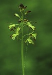 Aplectrum hyemale (Muhl. ex Willd.) Torrey