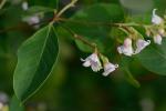 Apocynum androsaemifolium L.