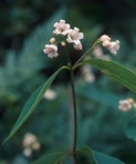 Apocynum androsaemifolium L.