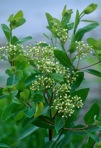 Apocynum cannabinum L.