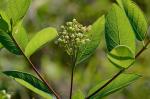 Apocynum cannabinum L.
