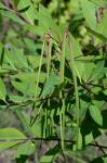 Apocynum cannabinum L.