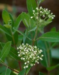 Apocynum cannabinum L.