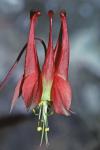 Aquilegia canadensis L.