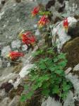 Aquilegia canadensis L.