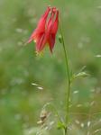 Aquilegia canadensis L.