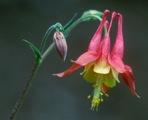 Aquilegia canadensis L.