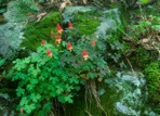 Aquilegia canadensis L.
