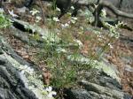 Arabidopsis lyrata (L.) O'Kane & Al-Shehbaz ssp. lyrata