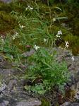 Arabidopsis lyrata (L.) O'Kane & Al-Shehbaz ssp. lyrata