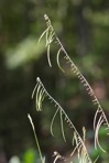Borodinia canadensis (L.) P.J. Alexander & Windham