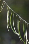 Borodinia canadensis (L.) P.J. Alexander & Windham