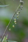 Borodinia canadensis (L.) P.J. Alexander & Windham