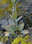 Arabis adpressipilis (M. Hopkins) Al-Shehbaz