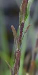 Arabis adpressipilis (M. Hopkins) Al-Shehbaz