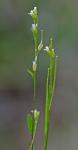 Arabis adpressipilis (M. Hopkins) Al-Shehbaz