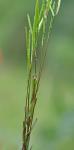 Arabis adpressipilis (M. Hopkins) Al-Shehbaz