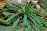 Borodinia laevigata (Muhl. ex Willd.) P.J. Alexander & Windham