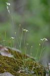 Arabidopsis lyrata (L.) O'Kane & Al-Shehbaz ssp. lyrata