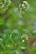 Arabis patens Sullivant
