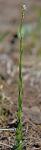 Arabis adpressipilis (M. Hopkins) Al-Shehbaz