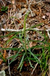 Borodinia serotina (Steele) P.J. Alexander & Windham
