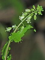 Borodinia dentata (Raf.) P.J. Alexander & Windham