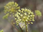 Aralia hispida Vent.