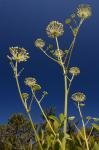 Aralia hispida Vent.