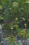 Aralia hispida Vent.