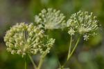 Aralia hispida Vent.