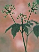 Aralia nudicaulis L.