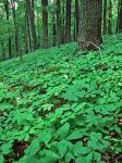 Aralia nudicaulis L.