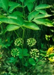 Aralia nudicaulis L.
