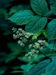 Aralia racemosa L.