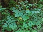 Aralia racemosa L.