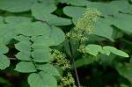 Aralia racemosa L.
