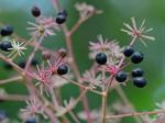 Aralia spinosa L.